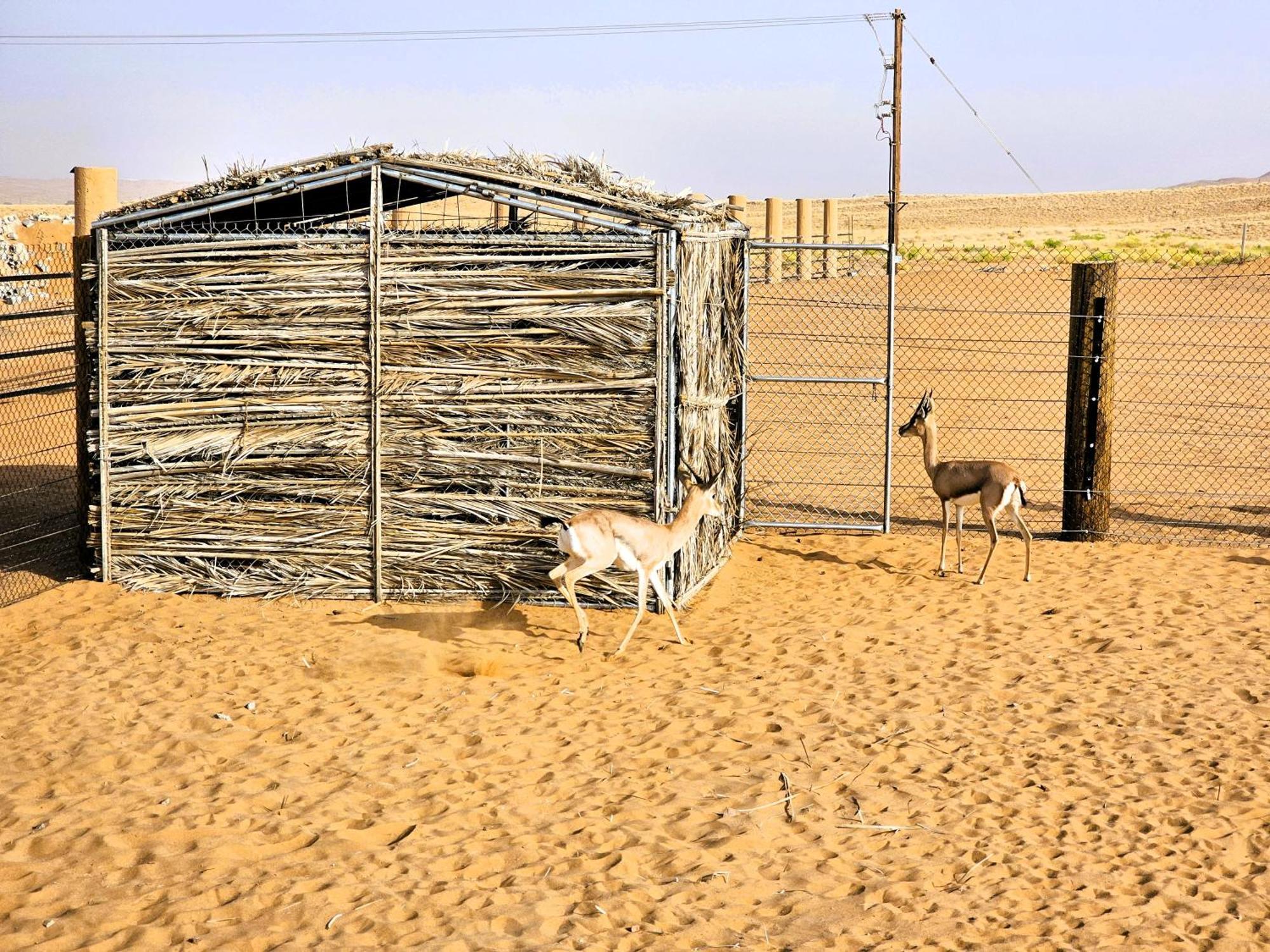 Al Salam Desert Camp * Bidiya