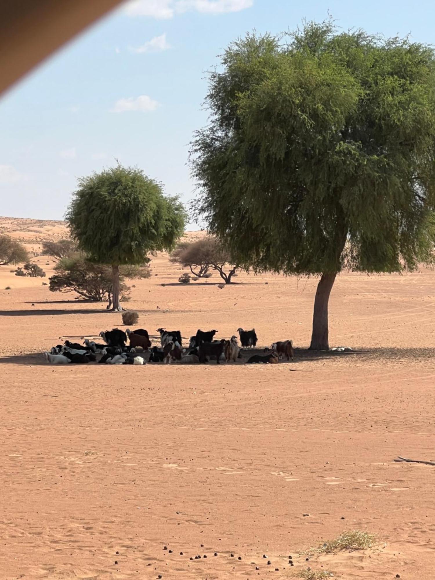 Al Salam Desert Camp